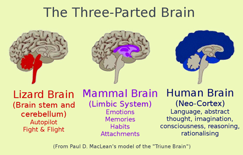 The Three-Parted Brain