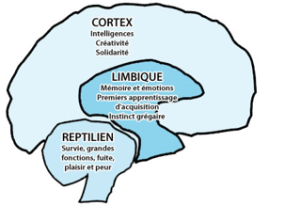 Cerveau triunique Cerveau triunique